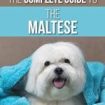 Guide to Maltese Dog Exercise: Prepare to Be Amazed