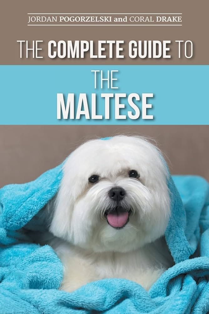 Guide to Maltese Dog Exercise: Prepare to Be Amazed