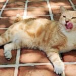 Hemingway Cat Names – Over 90 Name Ideas for Polydactyl Cats