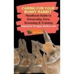 How to Groom a Bunny: Tips for Keeping Them Healthy And Happy