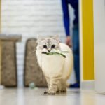 Munchkin Cat Behavior: Playful, Curious, And Unique