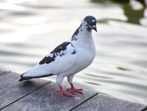 Pigeon Names: The 400 Most Popular Names for Pigeons - blackvelvetpets