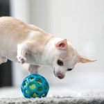 Revamp Your Pet Play: Diy Dog Toys From T-Shirts Edition