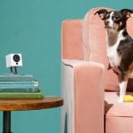 Should I Get a Pet Camera? Amping Up Your Pet’S Security