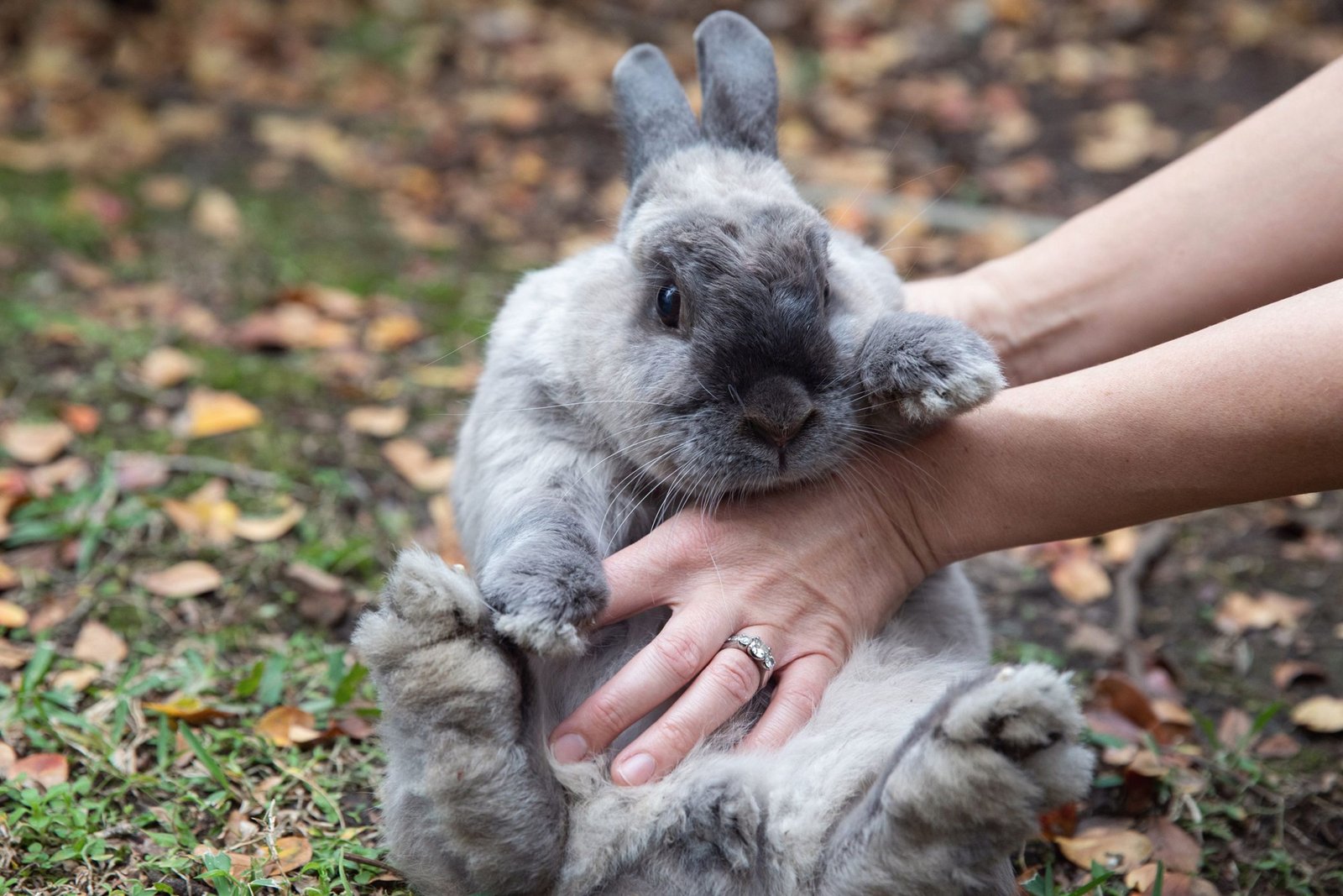 The Cost of Keeping a Rabbit: How Much Do They Really Cost?