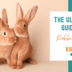 The Ultimate Guide to Rabbit Care for Pet Parents