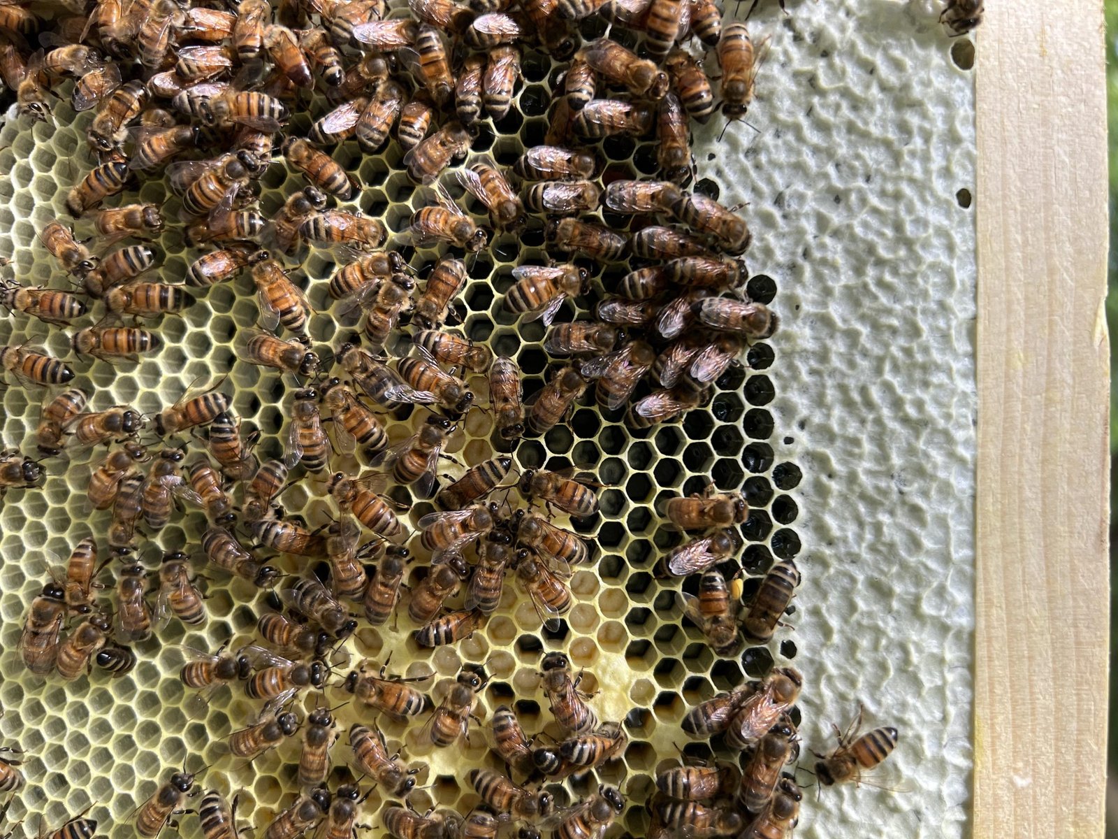 Things To Know: 4 Questions to Ask Before You Buy a Beehive
