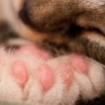 Top 200 Polydactyl Cat Names For Your Cute Feline Friend