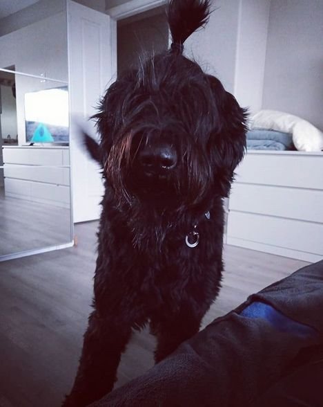 Top 70 Best Black Russian Terrier Dog Names