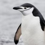 Top Penguin Name Articles – Best Ways In Naming A Penguin