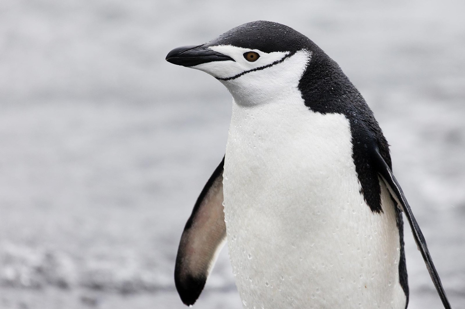 Top Penguin Name Articles – Best Ways In Naming A Penguin