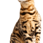 Unveiling the Truth: Does Neutering Change Cat Behavior?